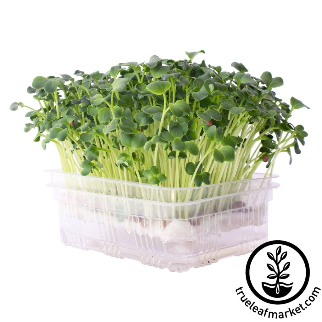 Growing Microgreens Self Watering Container