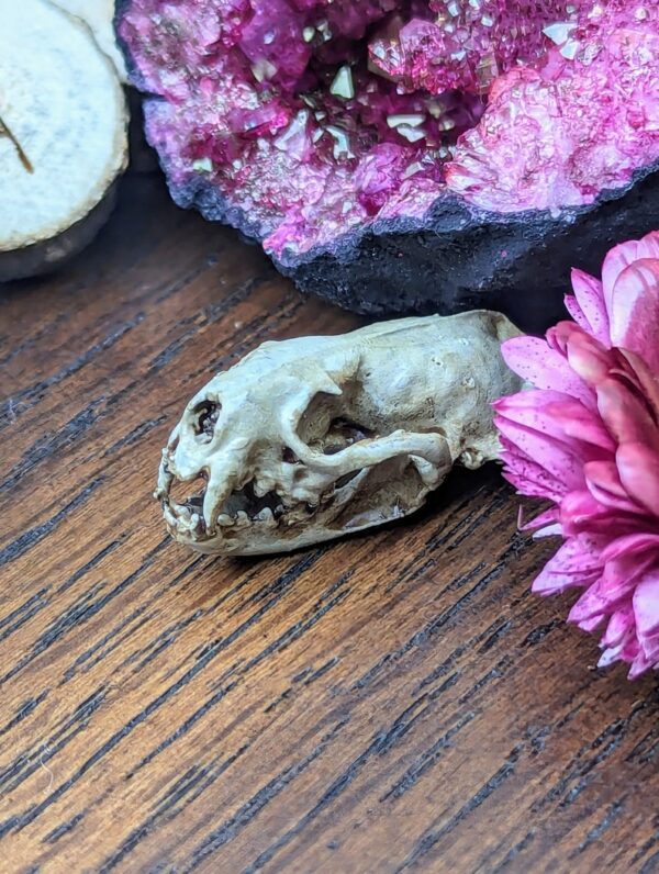 Aged Ferret Skull Earrings | 3D Resin Printed & Hand-Painted | Boho Hippie Goth Witch Jewelry | Vegan Animal Bone Skull Oddity Goblincore - Image 4