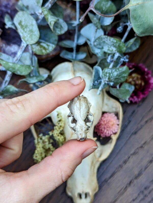 Aged Ferret Skull Earrings | 3D Resin Printed & Hand-Painted | Boho Hippie Goth Witch Jewelry | Vegan Animal Bone Skull Oddity Goblincore - Image 2