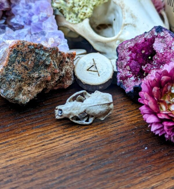Aged Ferret Skull Earrings | 3D Resin Printed & Hand-Painted | Boho Hippie Goth Witch Jewelry | Vegan Animal Bone Skull Oddity Goblincore - Image 8